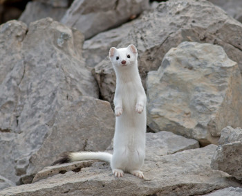 Ermine